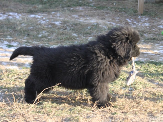 Фото: ньюфаундленд Маркиз Максимельен Де Марк (Markiz Maximilien de Mark)