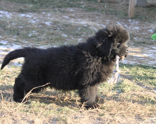 Фото: ньюфаундленд Маркиз Максимельен Де Марк (Markiz Maximilien de Mark)