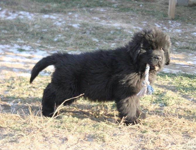 Фото: ньюфаундленд Маркиз Максимельен Де Марк (Markiz Maximilien de Mark)