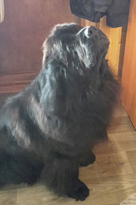 Фото: ньюфаундленд Созидатель с Берега Дона (Sozidatel' s Berega Dona)