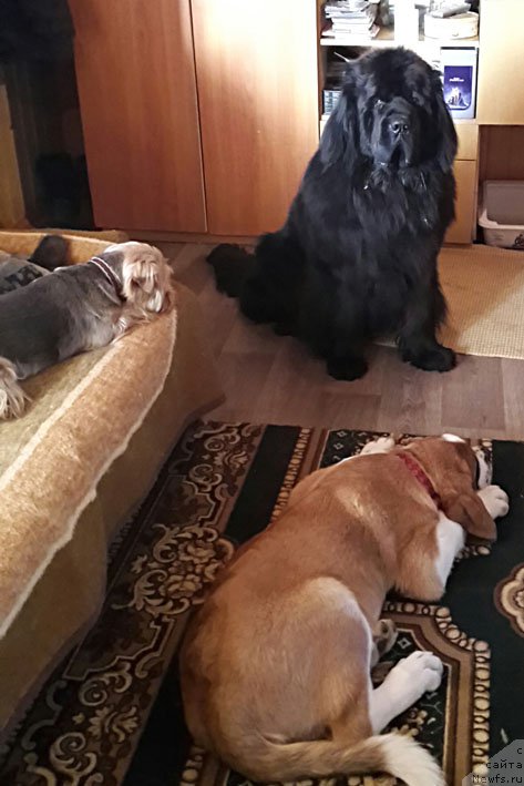 Фото: ньюфаундленд Созидатель с Берега Дона (Sozidatel' s Berega Dona)