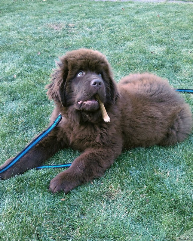 Фото: ньюфаундленд Браунблад МСК Хаиес Хаго (Brownblood MSK Hayes Hago)