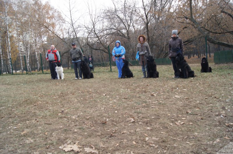 Фото: Михаил Михайлов, ньюфаундленд Сент Джонс Ванилла Айс (Sent Djons Vanilla Ice), Андрей Васильцов, ньюфаундленд Лаймар Сейнари, Оля и Орфей, Елена Тихоненко, ньюфаундленд Сент Джонс Жозайя Валери, Лариса Кутина, ньюфаундленд Белкондер-Клаб Угли-Бугли (Belkonder-Club Ugli-Boogli), ньюфаундленд Бегущая по Волнам Фогет Ми Нот