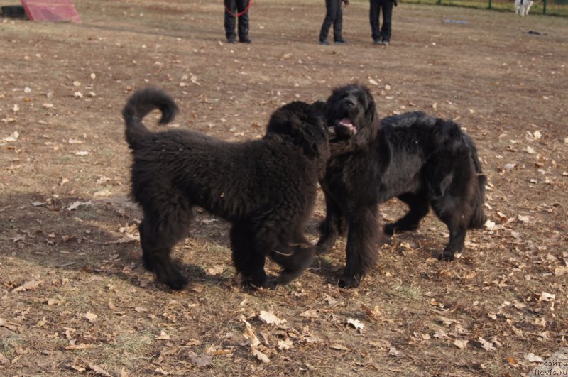 Фотография № 167162