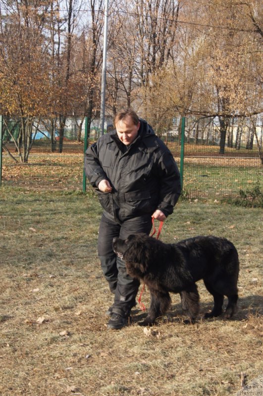 Фото: Леонид, ньюфаундленд Сент Джонс Ларель Леоланда (Sent Djons Larel Leolanda)