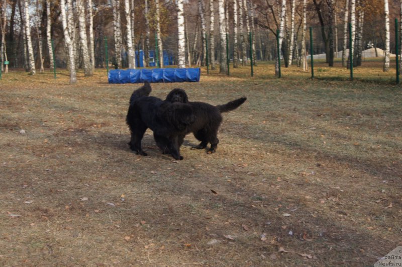Фото: ньюфаундленд Сент Джонс Ларель Леоланда (Sent Djons Larel Leolanda), ньюфаундленд Акватория Келвин Ювентус (Aquatoriya Kelvin Yuventus)