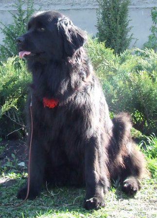 Фото: ньюфаундленд Юма Южная Ночь