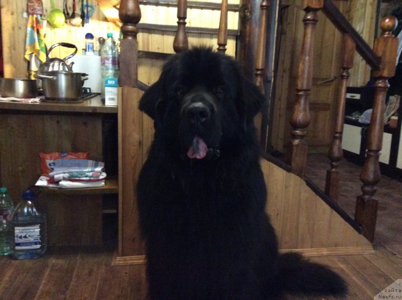 Фото: ньюфаундленд Чистый Бриллиант Амиго (Chisty Brilliant Amigo)