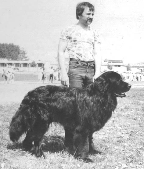 Фото: ньюфаундленд Барри Чаршер