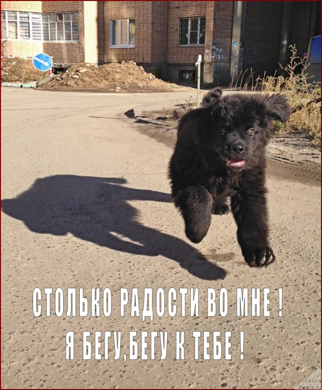 Фото: ньюфаундленд Браунблад МСК Хелфи Бэст Армани (Brownblood MSK Helfi Best Armani)