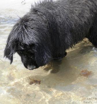 Фото: ньюфаундленд My Frend Newfy' Abigail Miss Churchill