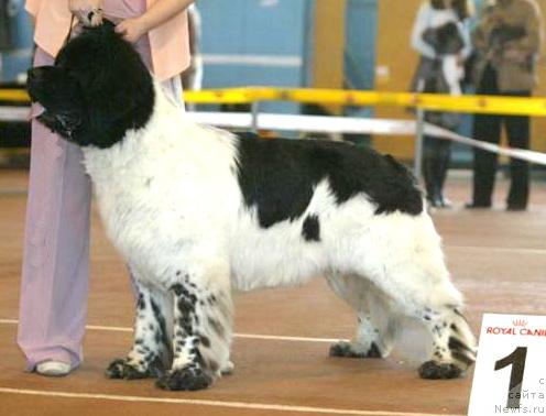 Фото: ньюфаундленд Супер Бизон Арго (Super Bizon Argo)