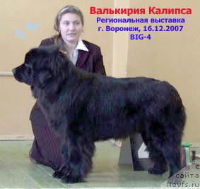 Фото: ньюфаундленд Валькирия Калипса