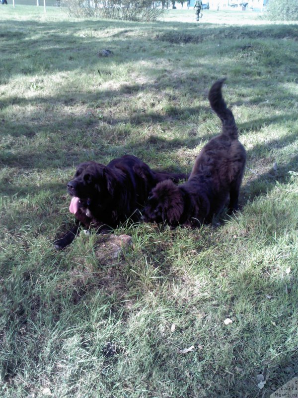 Фото: ньюфаундленд Арна (Arna), ньюфаундленд My Frend Newfy' Abigail Miss Churchill