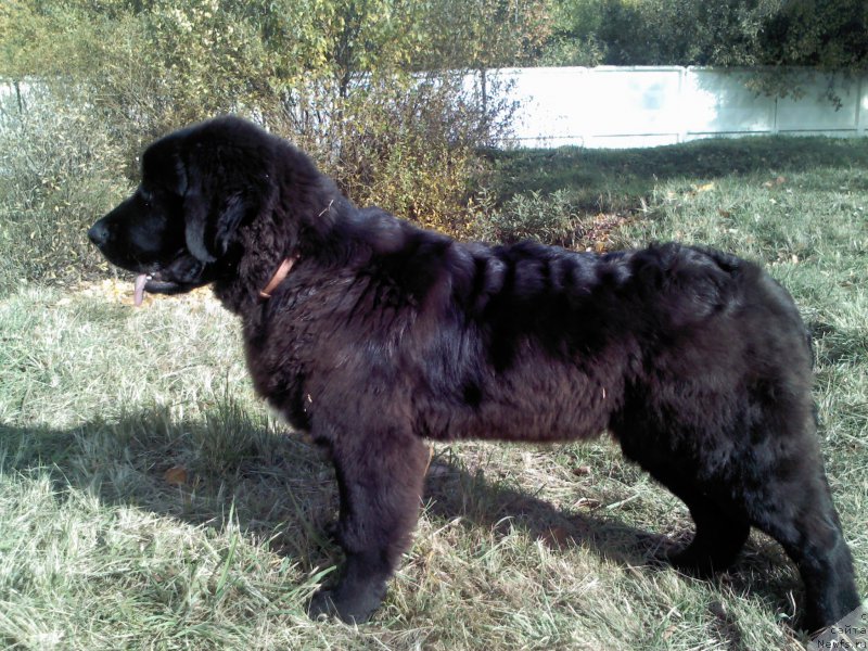 Фото: ньюфаундленд My Frend Newfy' Abigail Miss Churchill