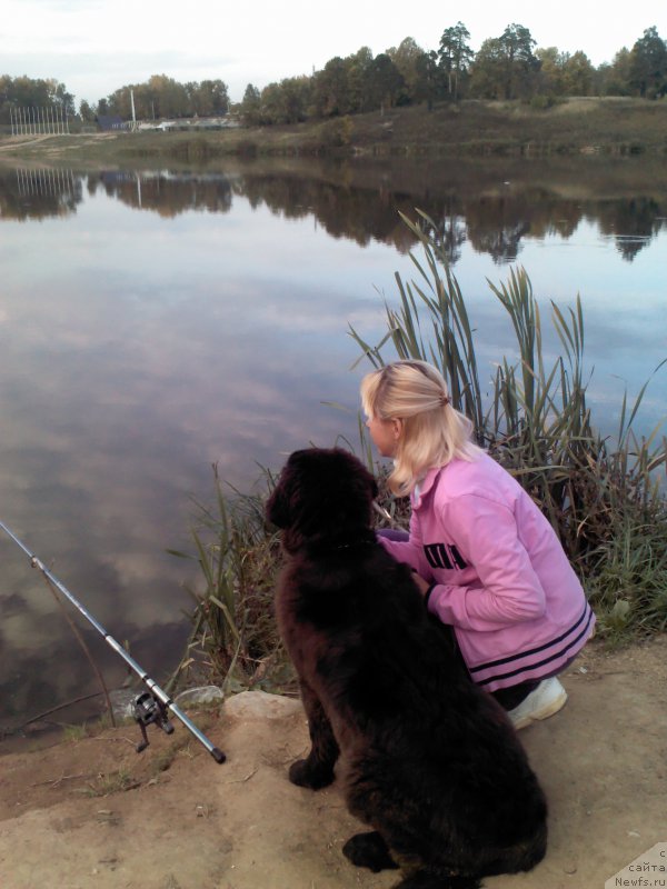 Фото: ньюфаундленд My Frend Newfy' Abigail Miss Churchill, Наталья Афанасьева