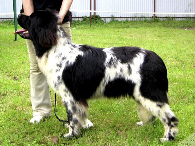 Фото: ньюфаундленд Плюшевая Панда Леди Гамильтон