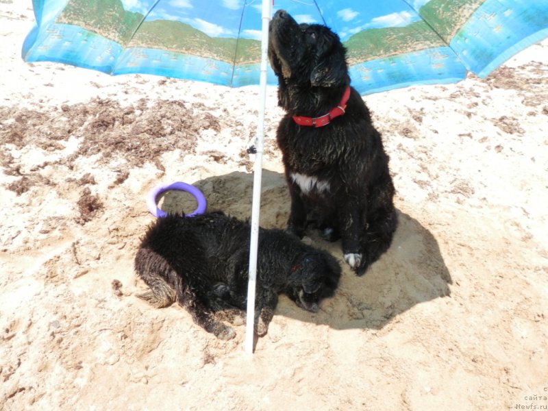 Фото: ньюфаундленд My Frend Newfy' Abigail Miss Churchill, ньюфаундленд Арна (Arna)