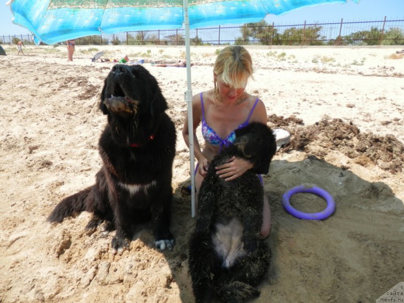 Фото: ньюфаундленд Арна (Arna), ньюфаундленд My Frend Newfy' Abigail Miss Churchill, Наталья Афанасьева
