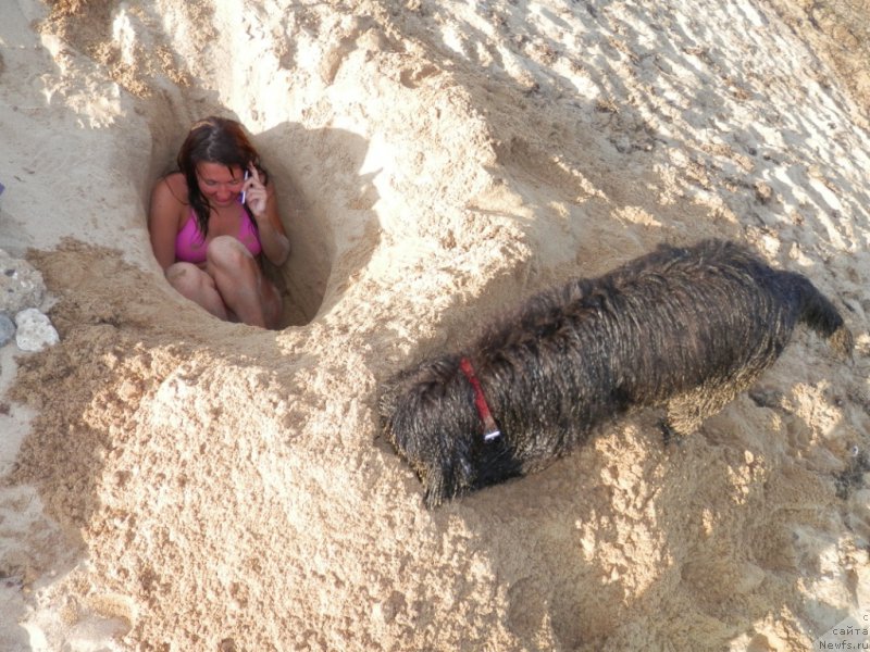 Фото: ньюфаундленд My Frend Newfy' Abigail Miss Churchill