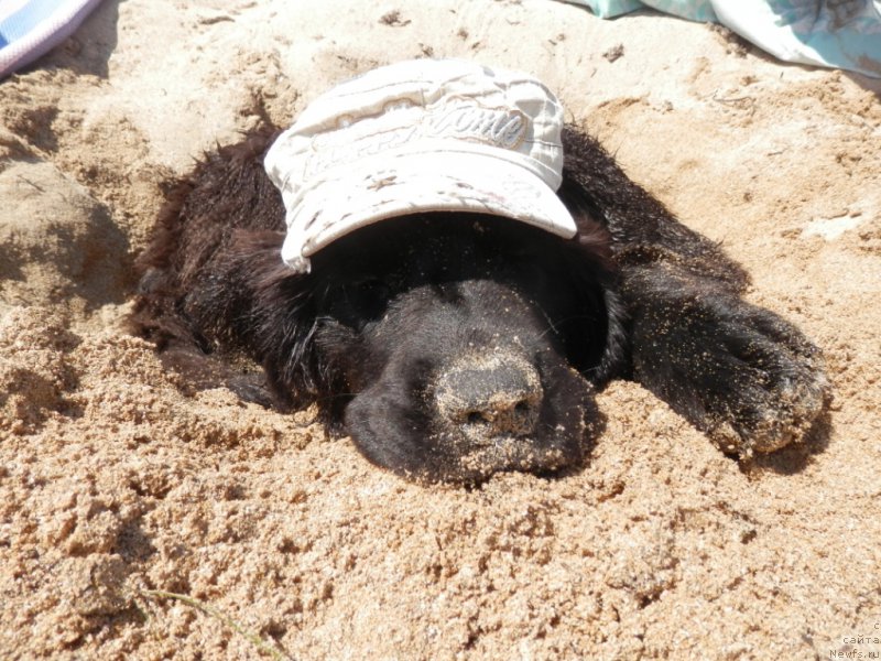 Фото: ньюфаундленд My Frend Newfy' Abigail Miss Churchill