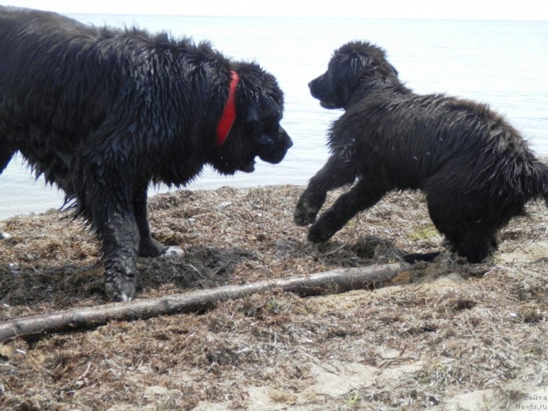 Фото: ньюфаундленд Арна (Arna), ньюфаундленд My Frend Newfy' Abigail Miss Churchill