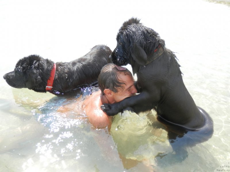 Фото: ньюфаундленд My Frend Newfy' Abigail Miss Churchill