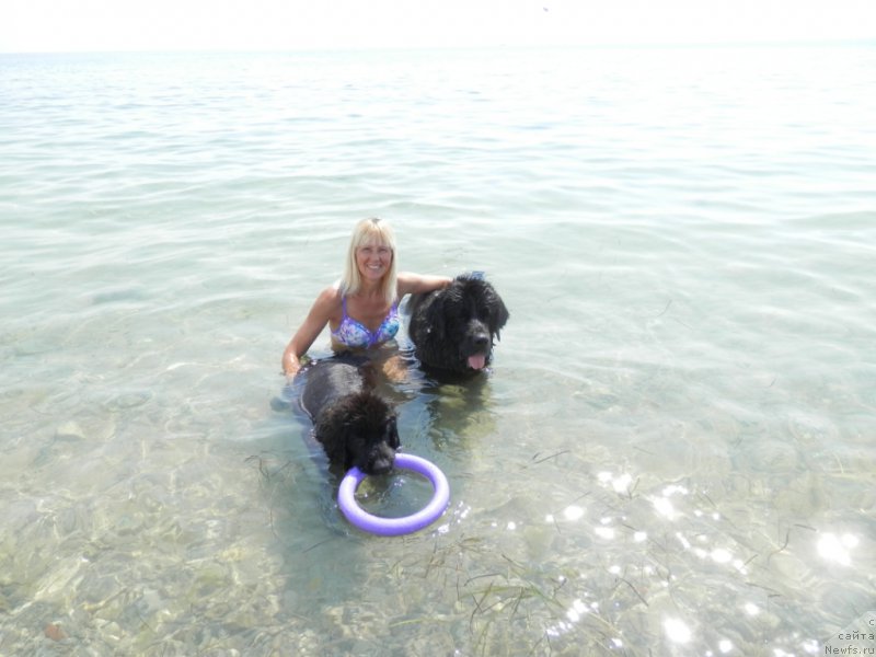 Фото: ньюфаундленд My Frend Newfy' Abigail Miss Churchill, ньюфаундленд Арна (Arna), Наталья Афанасьева