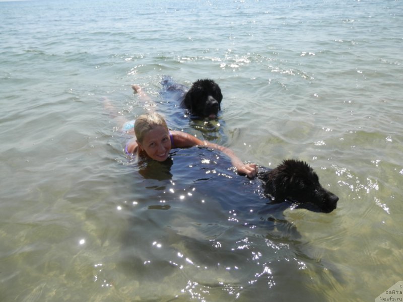 Фото: ньюфаундленд My Frend Newfy' Abigail Miss Churchill, Наталья Афанасьева, ньюфаундленд Арна (Arna)