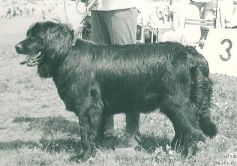 Фото: ньюфаундленд Берта Чаршер