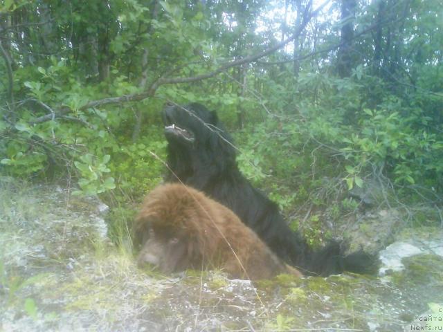 Фото: ньюфаундленд Зенон Зачарованный Принц, ньюфаундленд Бавария