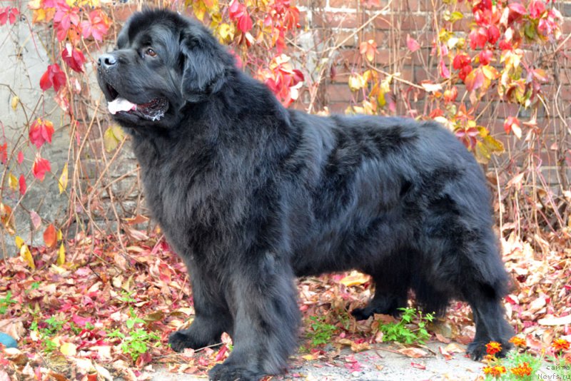 Фотография № 167300