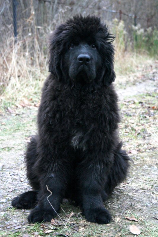 Фото: ньюфаундленд Черная Мафия Шенген Виза (Chernaya Mafia Shengen Visa)