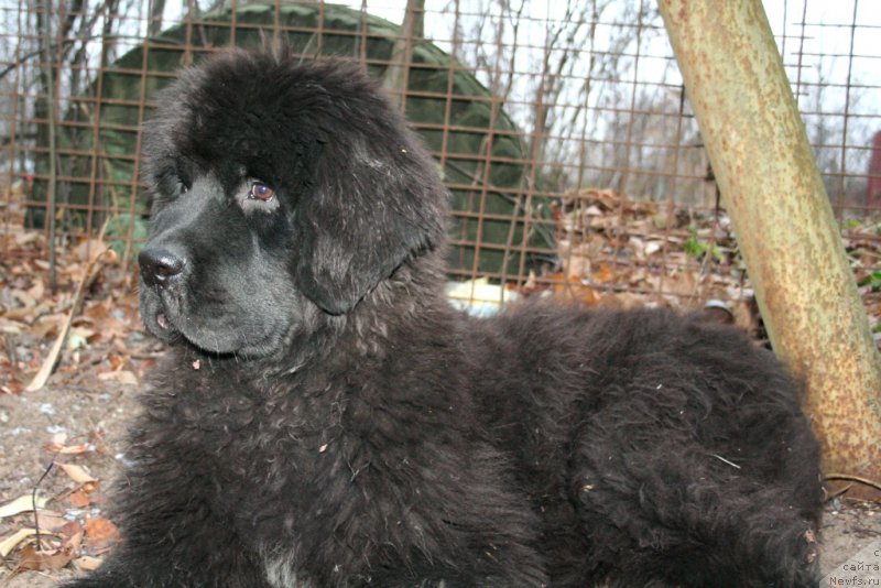 Фото: ньюфаундленд Черная Мафия Шенген Виза (Chernaya Mafia Shengen Visa)