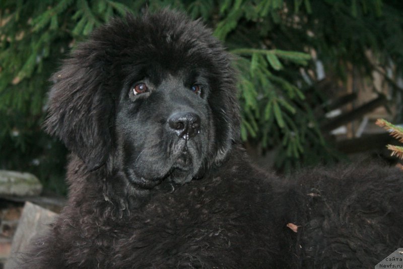 Фото: ньюфаундленд Черная Мафия Шенген Виза (Chernaya Mafia Shengen Visa)