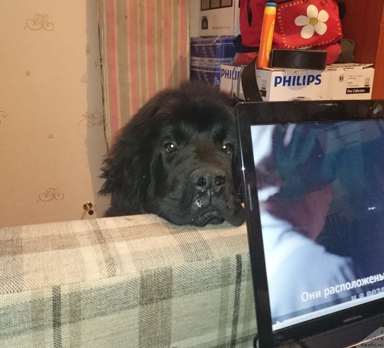 Фото: ньюфаундленд Черная Мафия Шродингер Тхеору (Chernaya Mafia Shrodinger Theory)