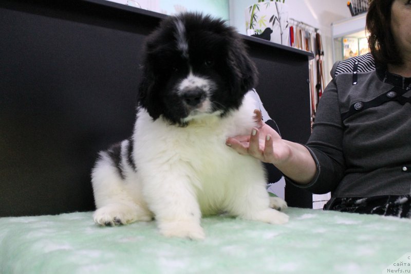 Фотография № 167309