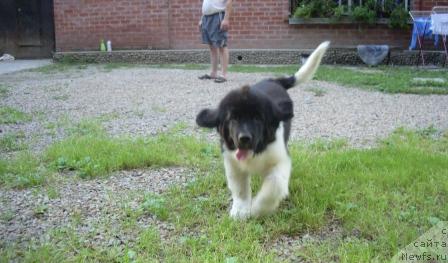 Фото: ньюфаундленд Chatkantarra Taro