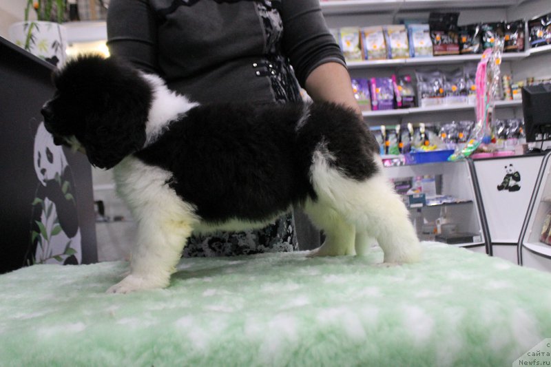 Фотография № 167312