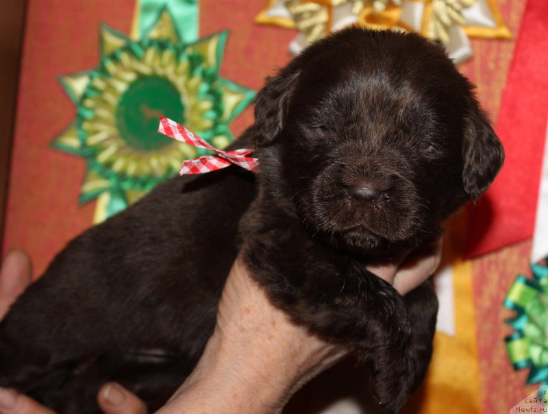 Фото: ньюфаундленд Ариадна Вейк (Ariadna Veik)