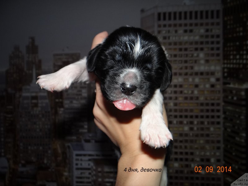 Фото: ньюфаундленд Беатрис Бьютифул от Сибирского Медведя