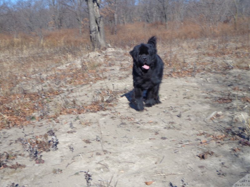 Фото: ньюфаундленд Супер Премиум Микадо (Super Premium Mikado)