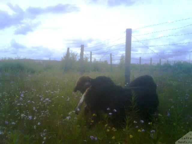 Фото: ньюфаундленд Зенон Зачарованный Принц, ньюфаундленд Бавария