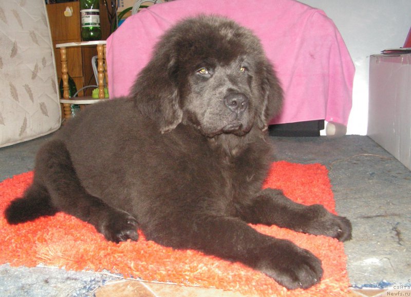 Фото: ньюфаундленд Ньюфорт Уникальная Красотка