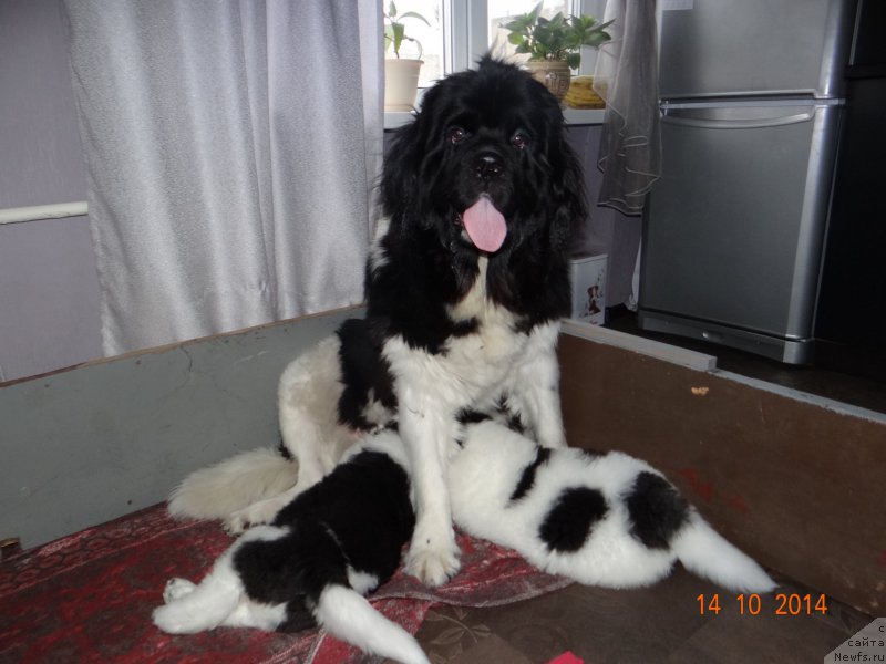 Фото: ньюфаундленд Фиаметтахауз Претти Дрим