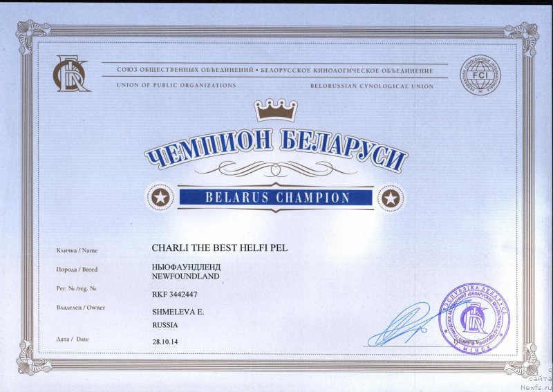 Фото: ньюфаундленд Чарли Де Бест Хелфи Пэл (Charli The Best Helfi Pel)