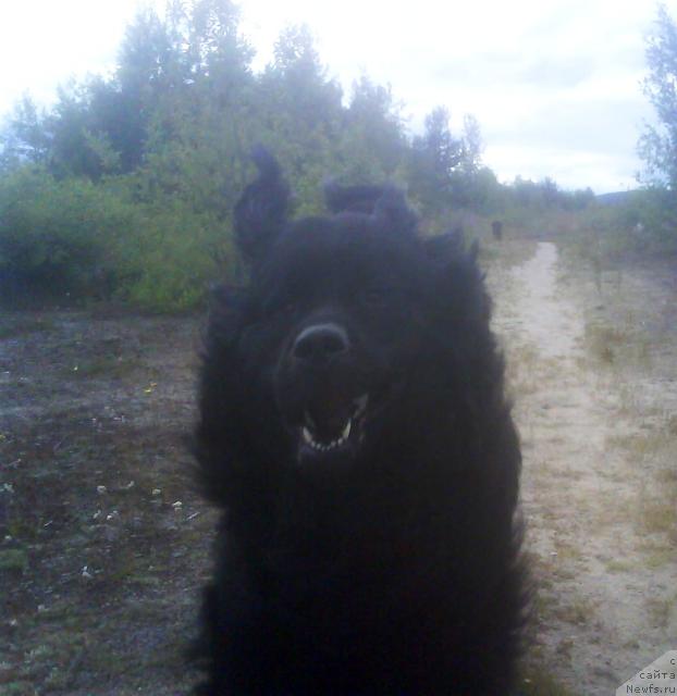 Фото: ньюфаундленд Бавария