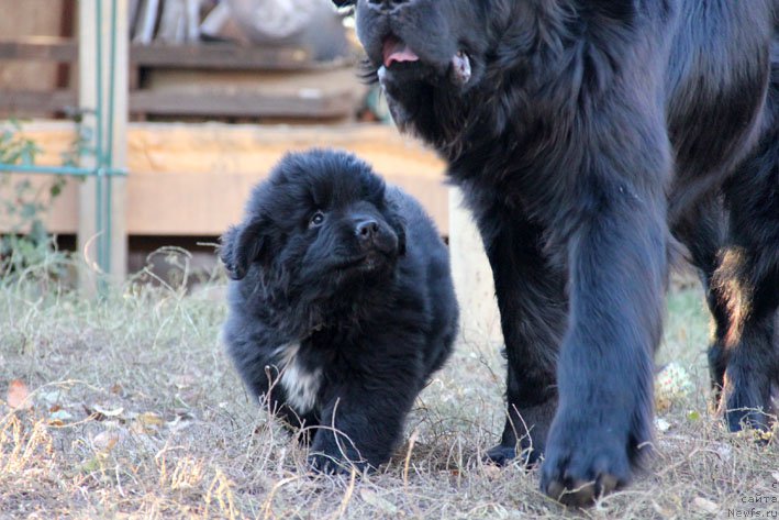 Фото: ньюфаундленд Звездный Дар Афина для Берега Дона (Zvezdnij Dar Afina dlja Berega Dona), ньюфаундленд Баллада Звездного Дара с Берега Дона (Ballada Zvezdnogo Dara s Berega Dona)