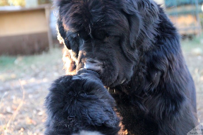 Фото: ньюфаундленд Баллада Звездного Дара с Берега Дона (Ballada Zvezdnogo Dara s Berega Dona), ньюфаундленд Звездный Дар Афина для Берега Дона (Zvezdnij Dar Afina dlja Berega Dona)