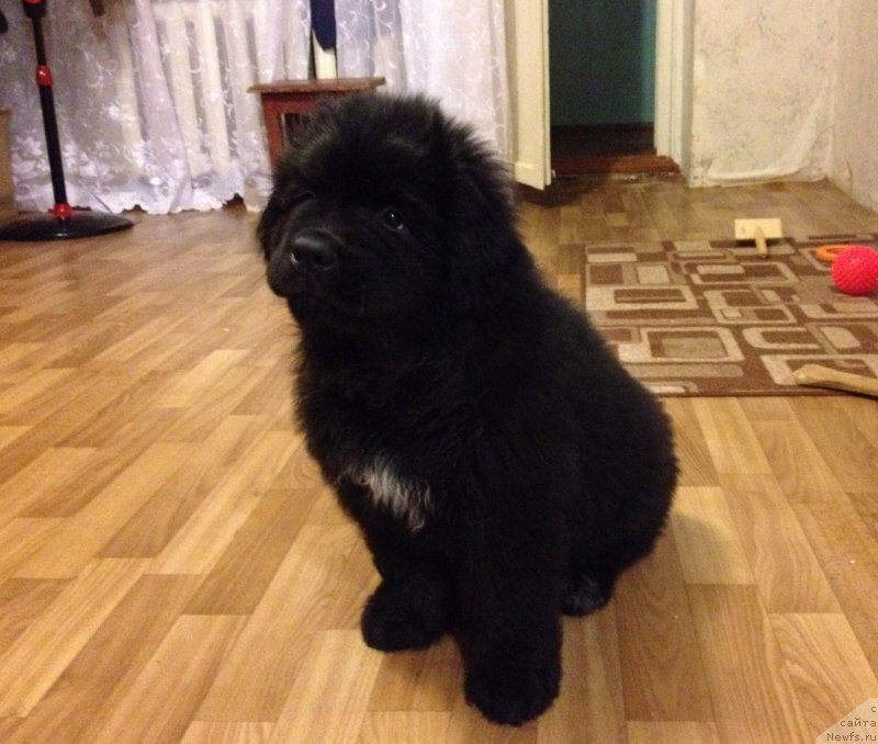 Фото: ньюфаундленд Басня с Берега Дона (Basnja s Berega Dona)